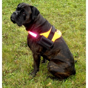 Leuchtoranges Heim Hunde-Spezialgeschirr Profi Gr. M am sitzenden, dunklen Hund auf Rasen.