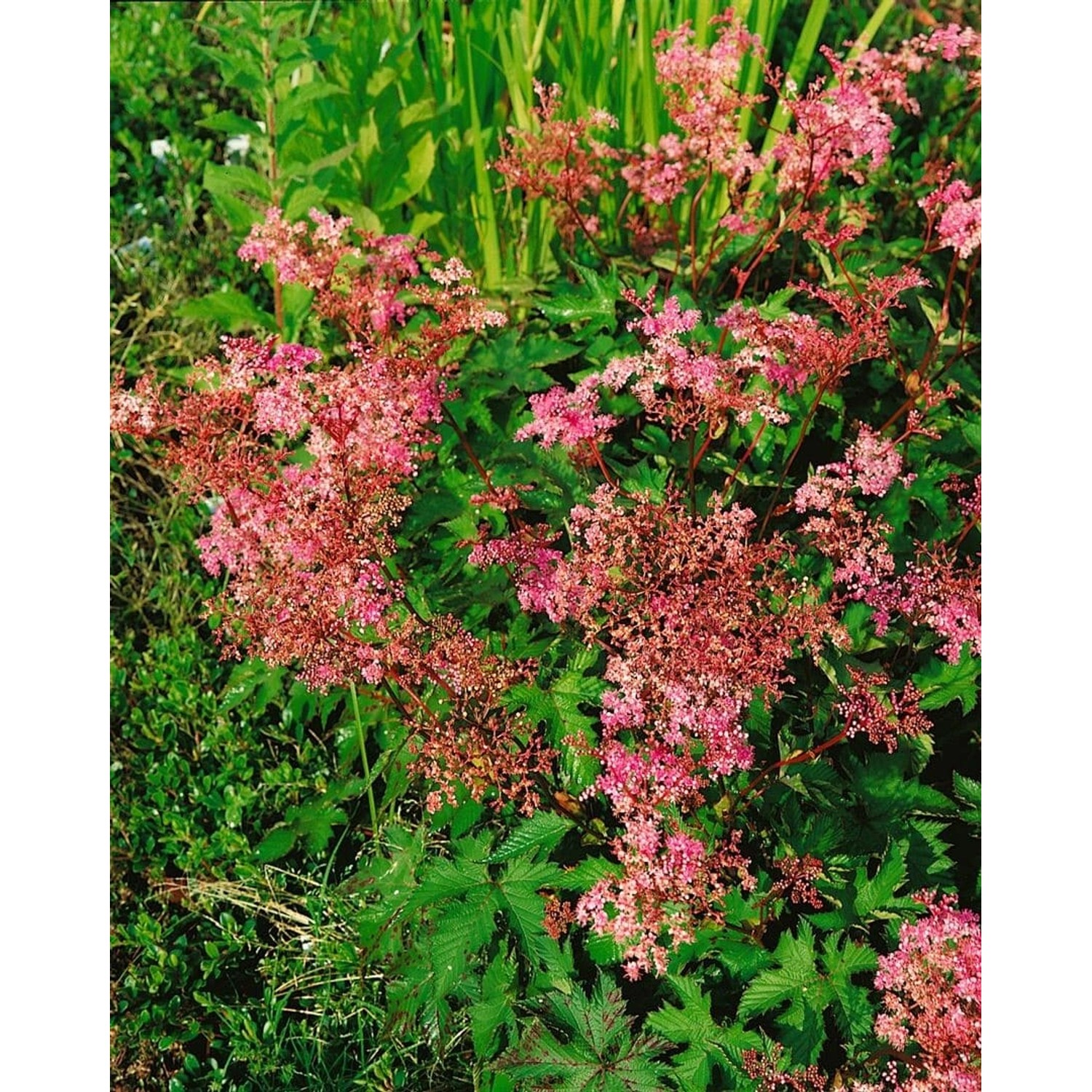 Filipendula Palmata Nana Sibirische Spierstaude Ca. 9x9 cm Topf günstig online kaufen