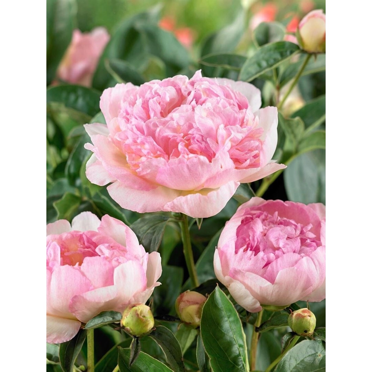 Paeonia Lactiflora Pfingstrose Raspberry Sundae Ca. 11x11 cm Topf günstig online kaufen