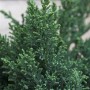 Detailaufnahme der grünen Hinoki-Scheinzypresse 'Drath', einer eleganten Strauchpflanze für den Garten.