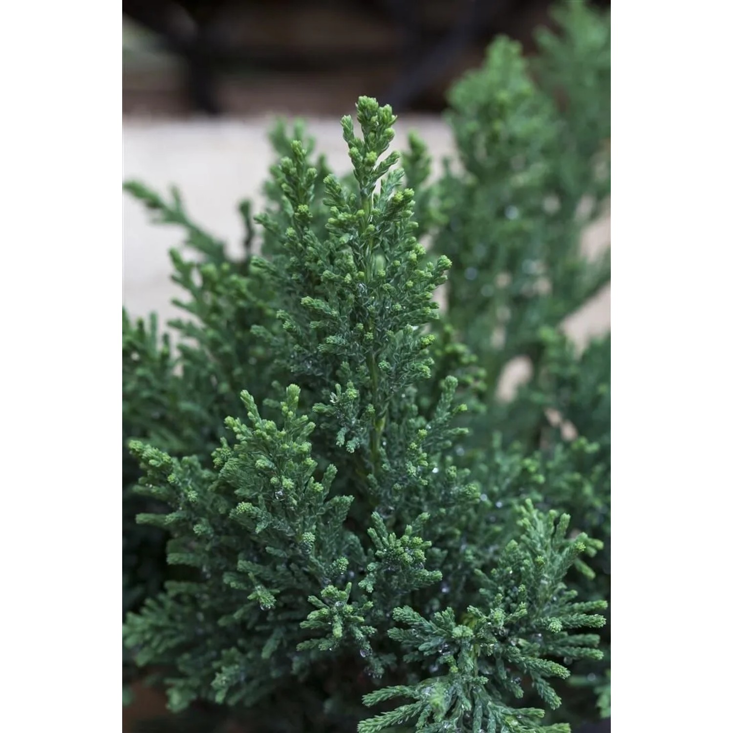 Detailaufnahme der grünen Hinoki-Scheinzypresse 'Drath', einer eleganten Strauchpflanze für den Garten.