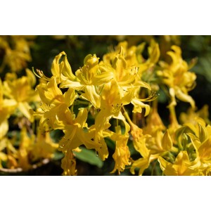 Leuchtend gelbe Azalee Fraserii (Rhododendron luteum) mit duftenden Blüten.