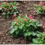 Garten Erdbeere Pink Panda - Fragaria ananassa