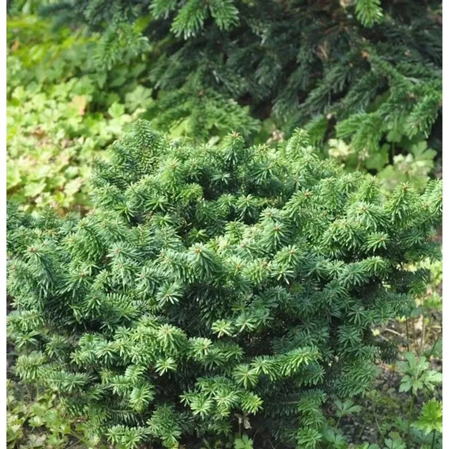 Zwerg Balsam Tanne 25-30cm - Abies balsamea