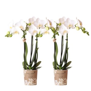 Kolibri Orchideen Combi Deal: 2 weiße Phalaenopsis Orchideen im 9cm Topf.