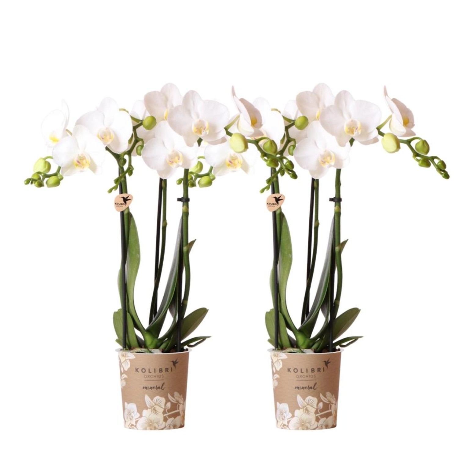 Kolibri Orchids Combi Deal von 2 Weißen Phalaenopsis Orchideen Amabilis Topfgröße 9cm