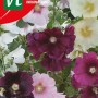 Stockrose 'Aubade' Samen Ca. 0,2 g Bunte Blüten