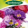 Quedlinburger Sommeraster Mischung hoher Sorten, verschiedene Farben und Blütenformen.