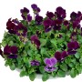 Frühlingsblüher Bellis perennis in Zinkschale, violette Hornveilchen, ca. 15 cm hoch, Topf-Ø ca. 29 cm.