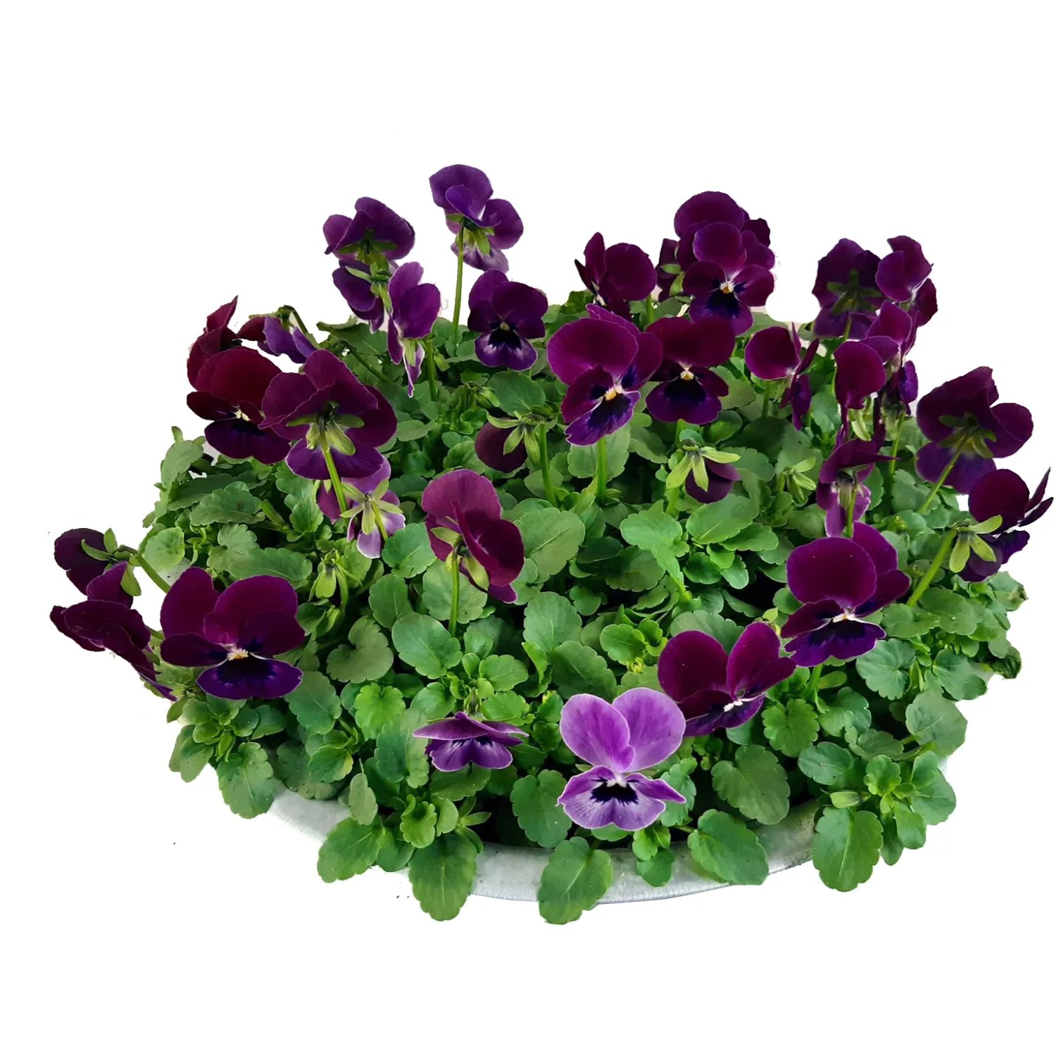 Frühlingsblüher Bellis perennis in Zinkschale, violette Hornveilchen, ca. 15 cm hoch, Topf-Ø ca. 29 cm.
