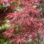 Acer Palmatum Red Pygmy: Japanischer Ahorn mit roten Blättern.
