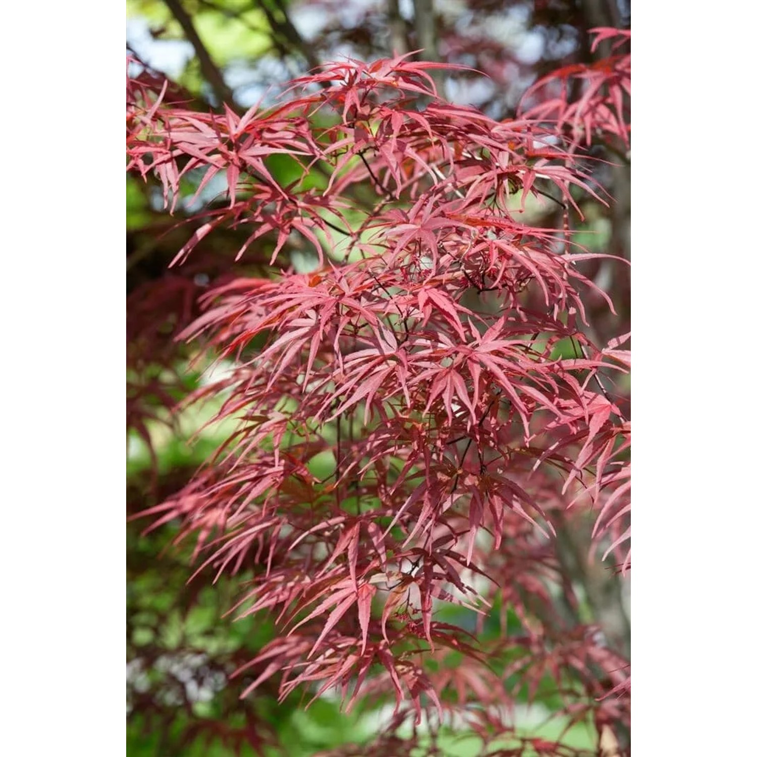 Acer Palmatum Red Pygmy: Japanischer Ahorn mit roten Blättern.