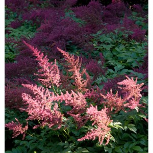 Prachtspiere 'Feuer' (Astilbe arendsii) mit roten Blüten im Garten.