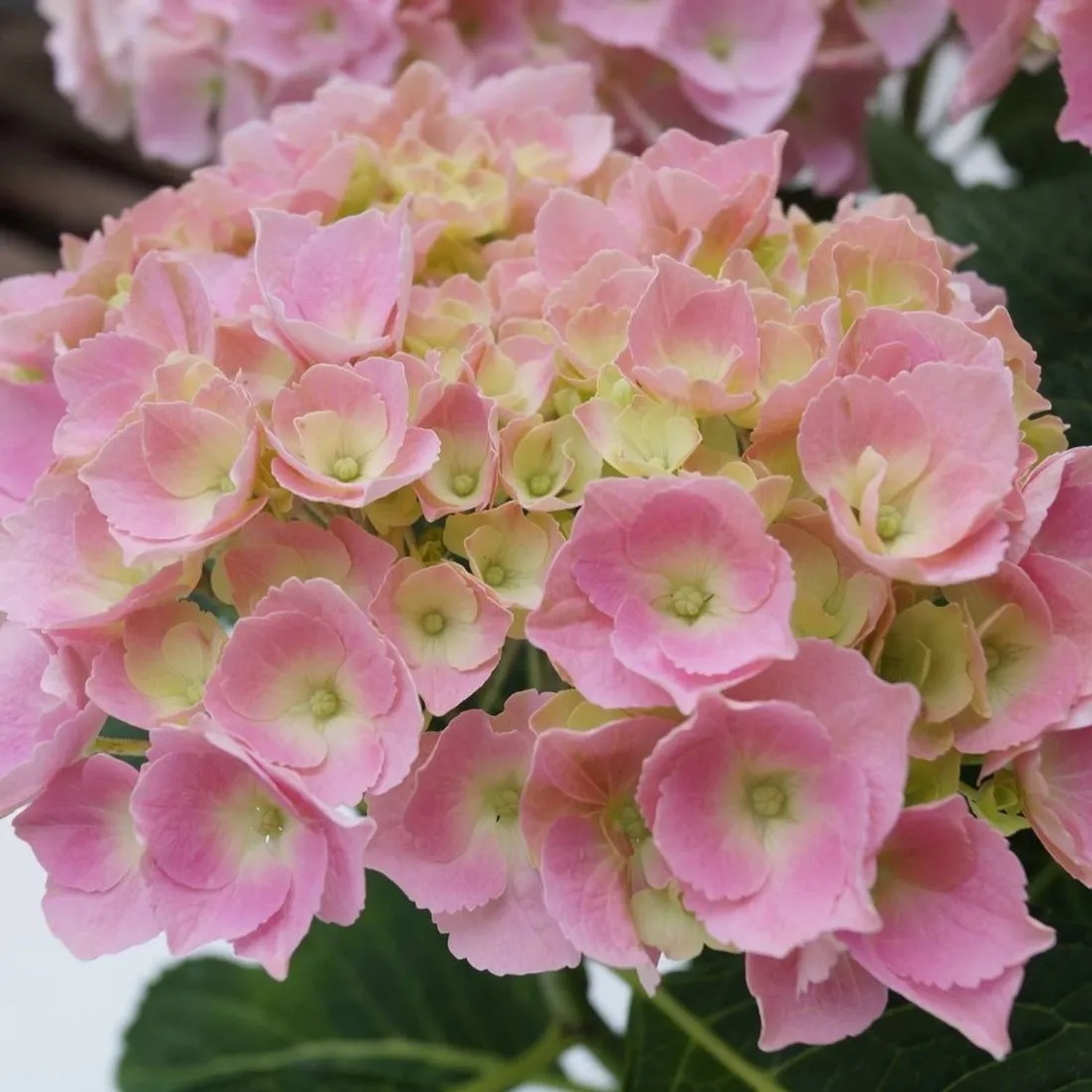 arborix Hortensie 'Bodensee' Hydrangea Macrophylla 25 Bis 30 Cm Im Container Hellblaue Blüten