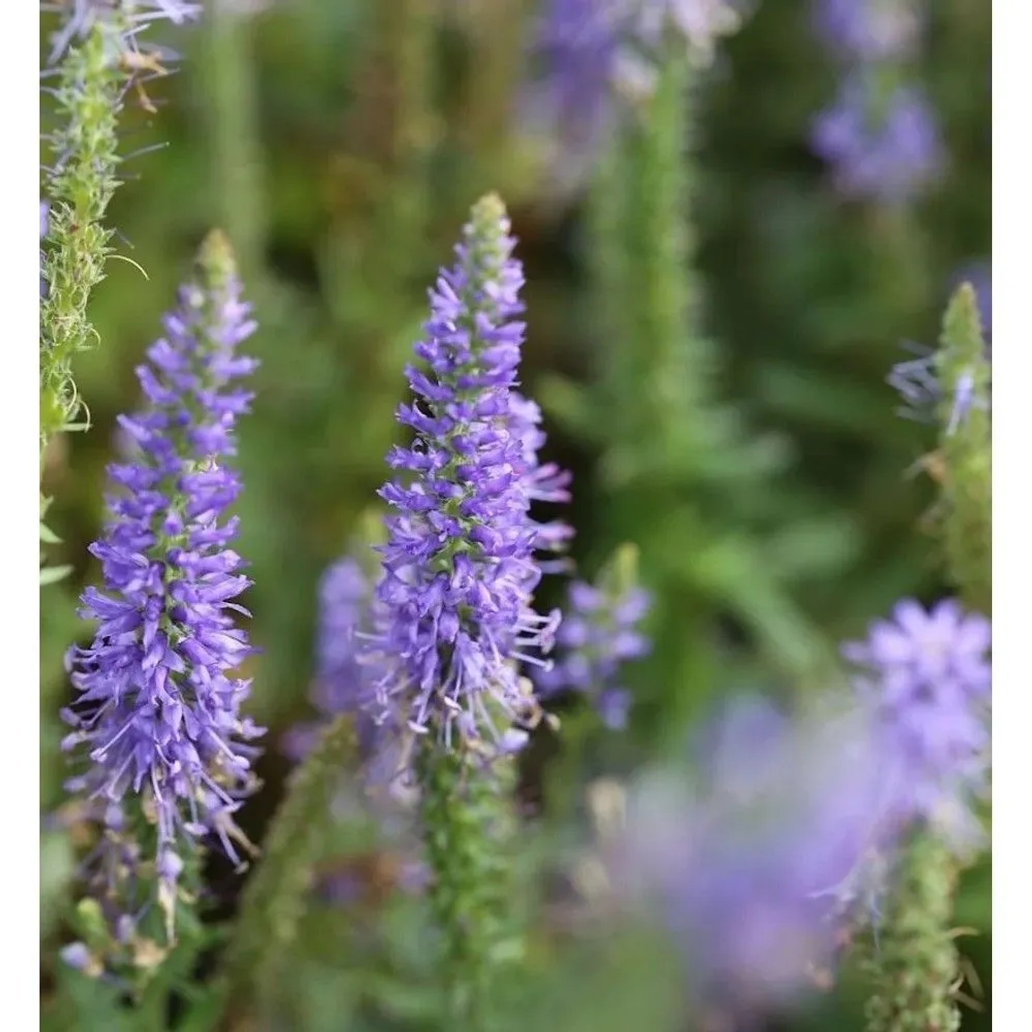Polsterveronika Nana Blauteppich - Veronica spicata