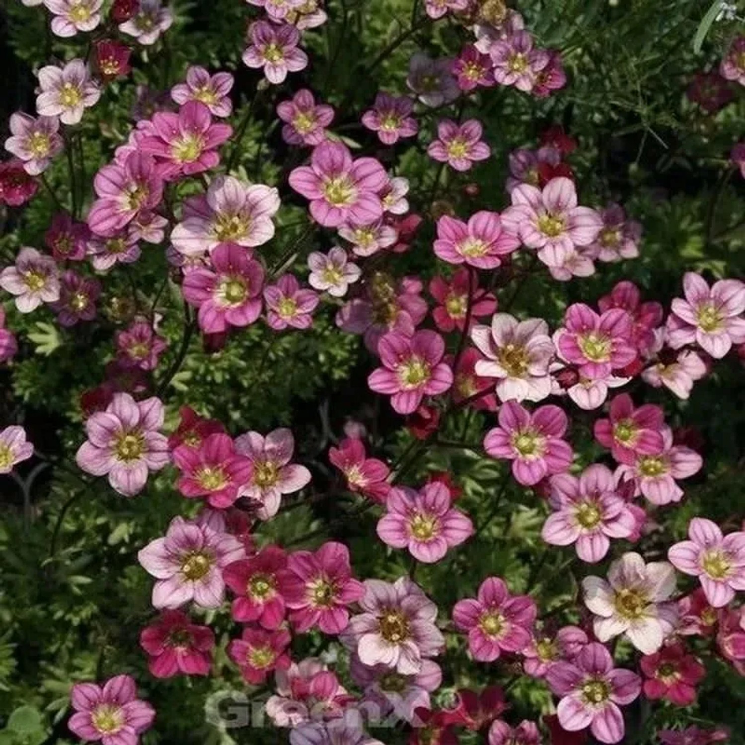 Moossteinbrech Silver Cushion - Saxifraga arendsii