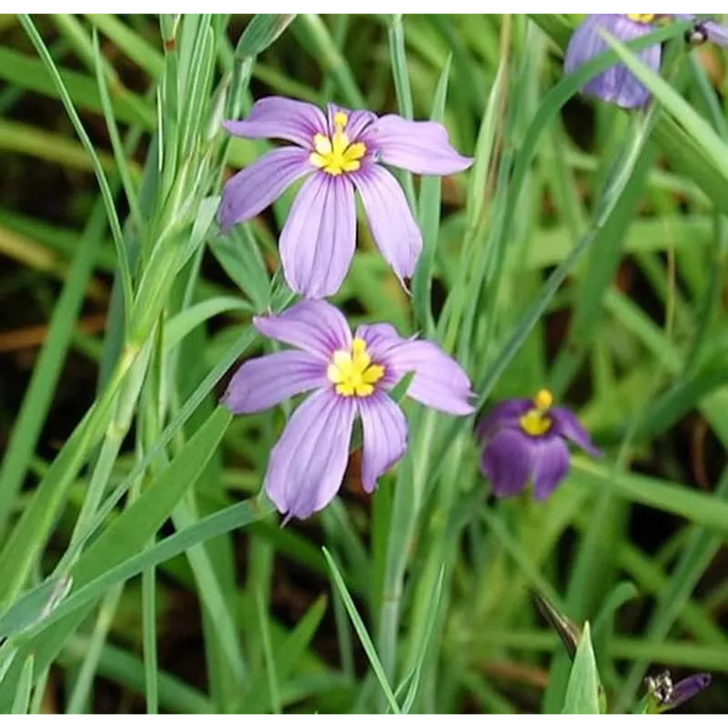 Binsenlilie Bellum - Sisyrinchium bellum