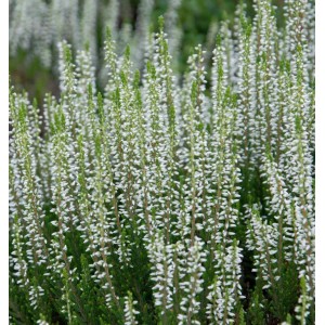 Nahaufnahme der weißen Knospenheide Gardengirls Helena (Calluna vulgaris).