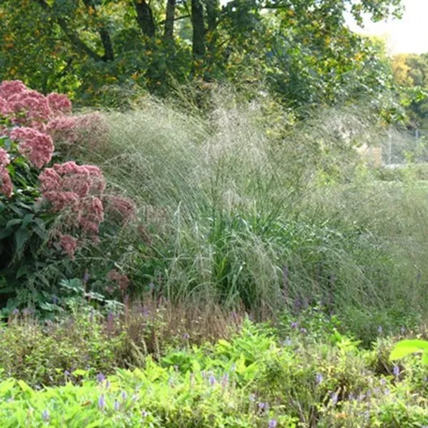 6 x Pfeifengras 'Transparent' Molinia arundinacea Topf 9cm Luftige Blütenstände