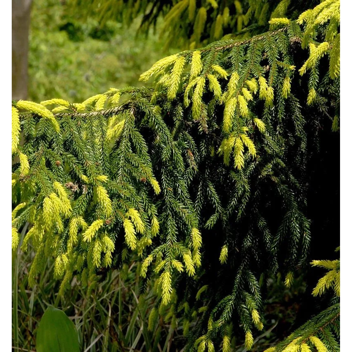 Goldspitzen-Fichte Aureaospicata 80-100cm - Picea orientalis günstig online kaufen