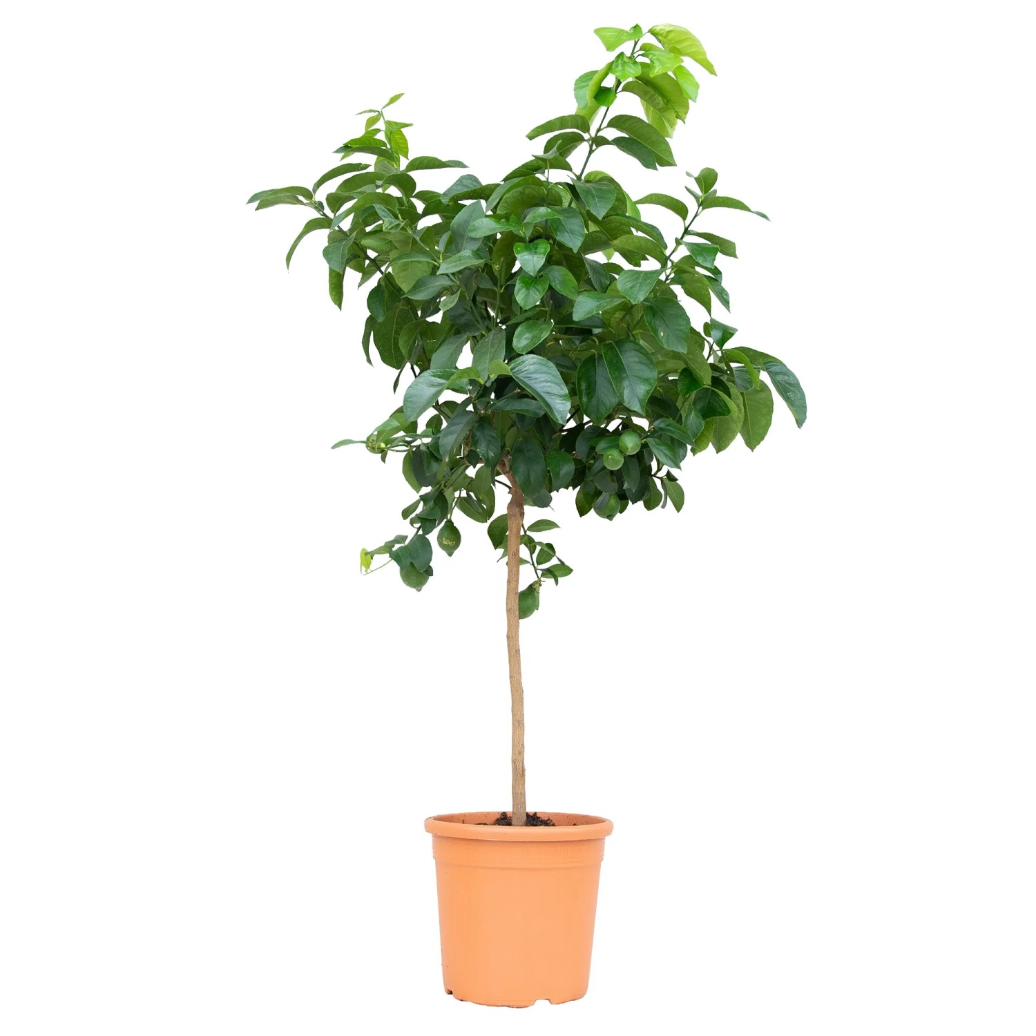 GROW by OBI Zitrone Ministamm Höhe ca. 80 cm Topf ca.14 l Citrus