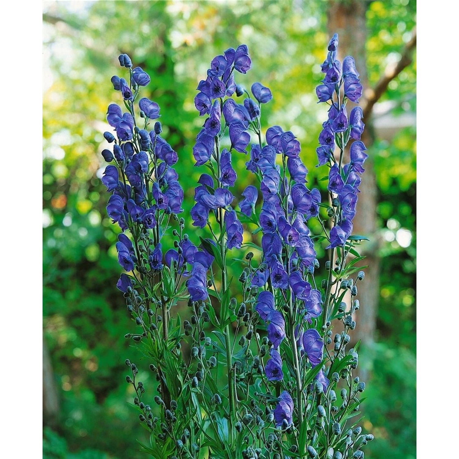 Aconitum Napellus Kleiner Ritter Eisenhut Ca. 11x11 cm Topf günstig online kaufen