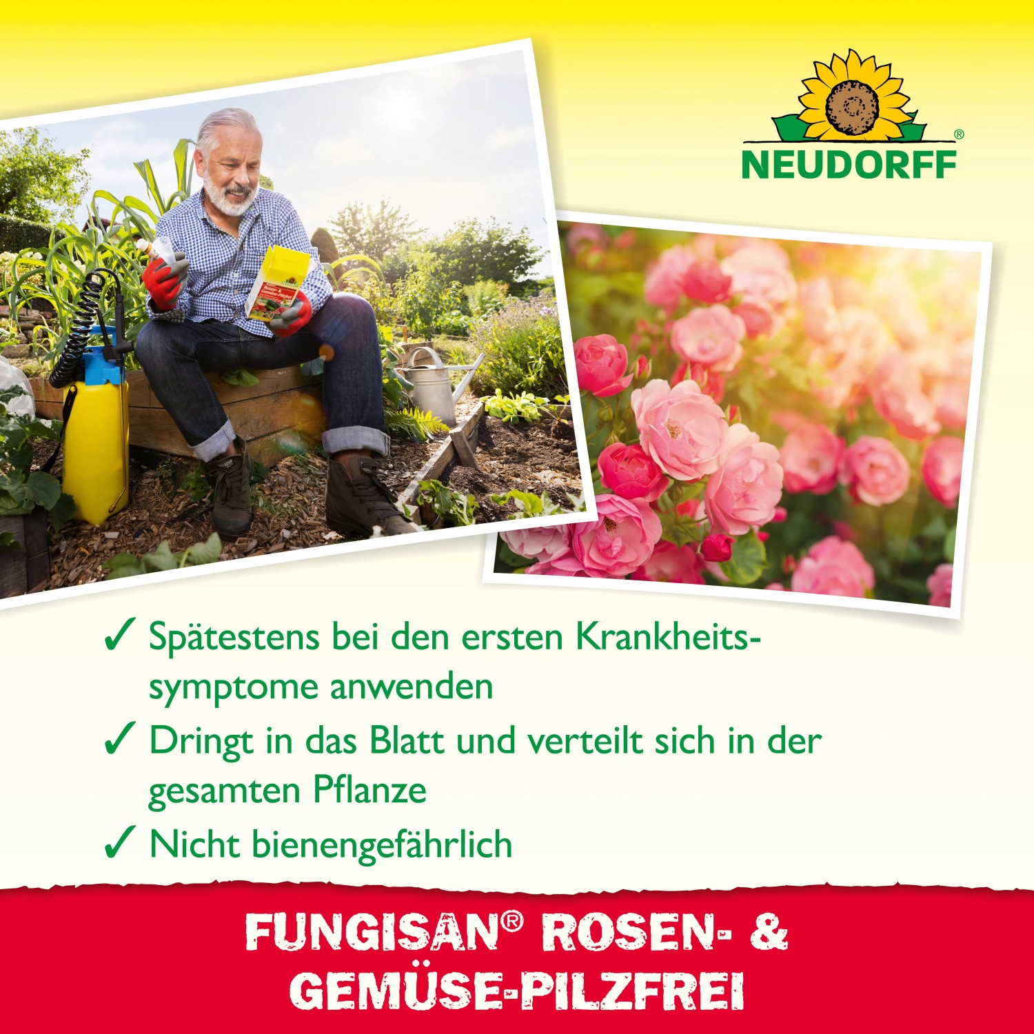 Neudorff Fungisan Rosen- und Gemüse-Pilz-Frei: Anwender mit Spritze und Rosen mit Pilzbefall.