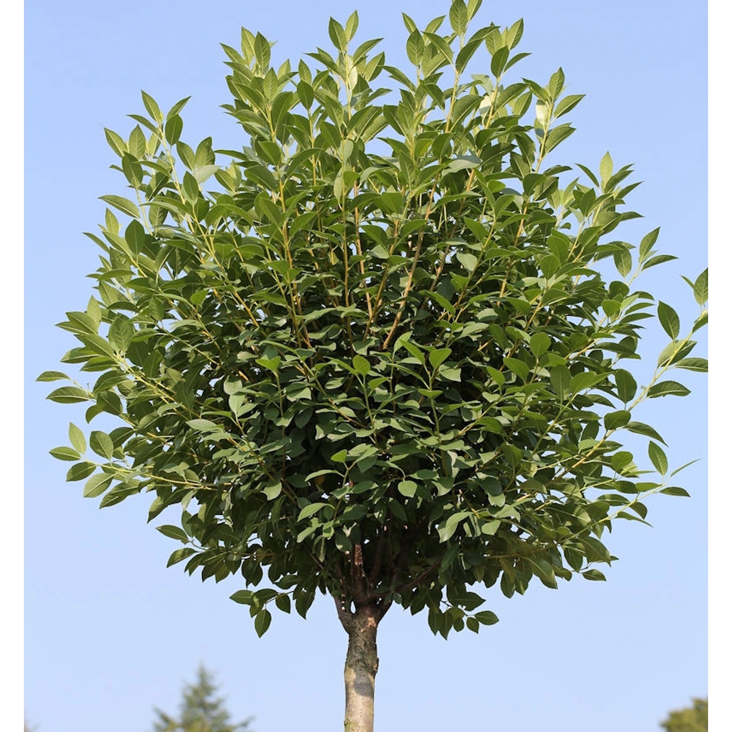 Hochstamm Steppenkirsche Globosa 80-100cm - Prunus fruticosa günstig online kaufen