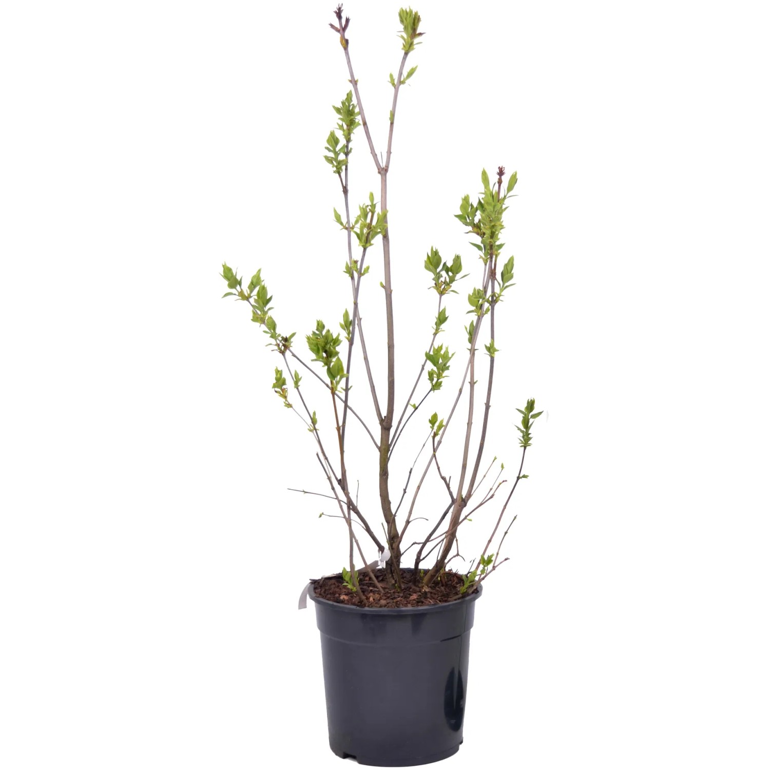 Gewöhnlicher Flieder "Mme.Florent Stepman" Höhe ca. 60 cm Topf ca. 10 l Syringa