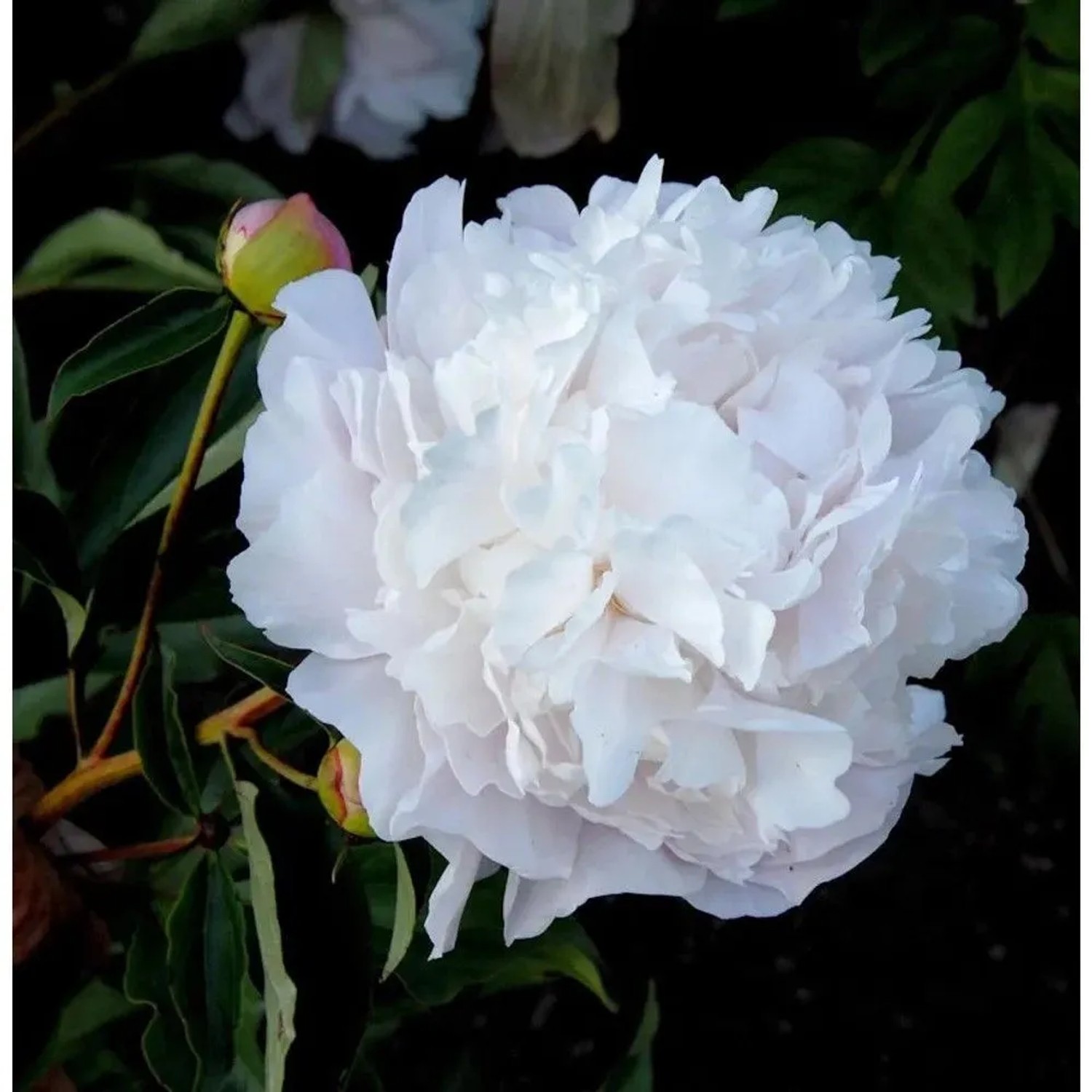 Edelpfingstrose Gardenia - Paeonia,actiflora