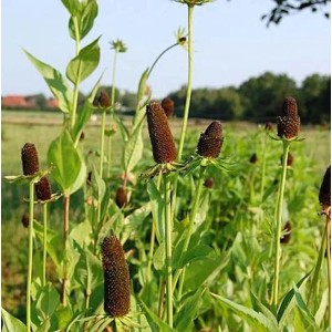Westlicher Sonnenhut 'Green Wizard' (Rudbeckia occidentalis) im Gartenbeet.