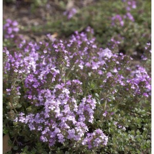 Zitronenquendel Lemon Currel - Thymus serpyllum