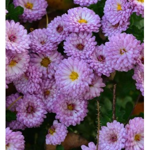 Nahaufnahme der Winteraster Ceddie Mason (Chrysanthemum hortorum) mit lila Blüten.