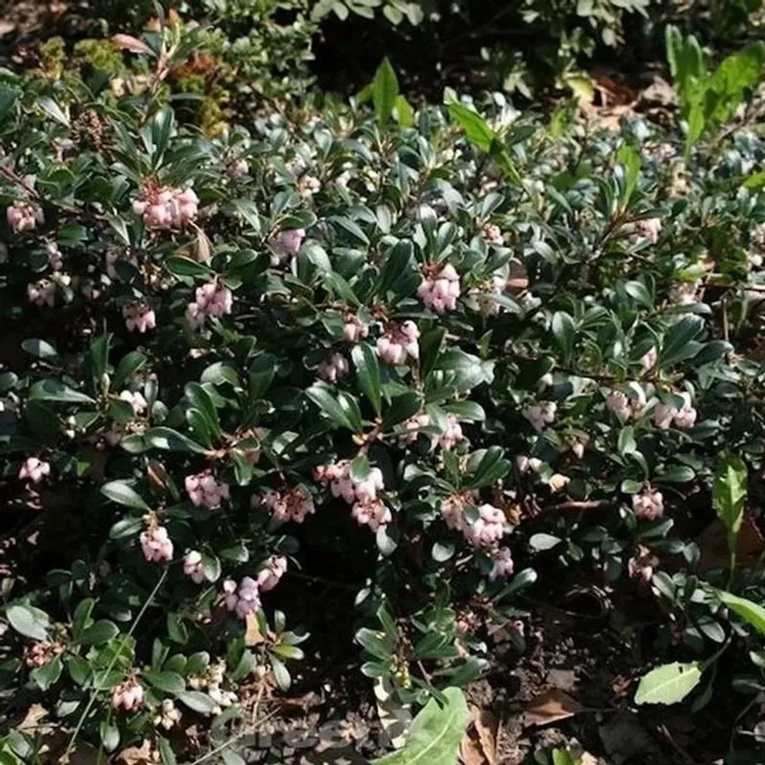 Europäische Bärentraube Massachusetts 20-25cm - Arctostaphylos