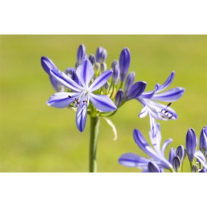Nahaufnahme der blauen Blüte der Agapanthus Schmucklilie Jacaranda.