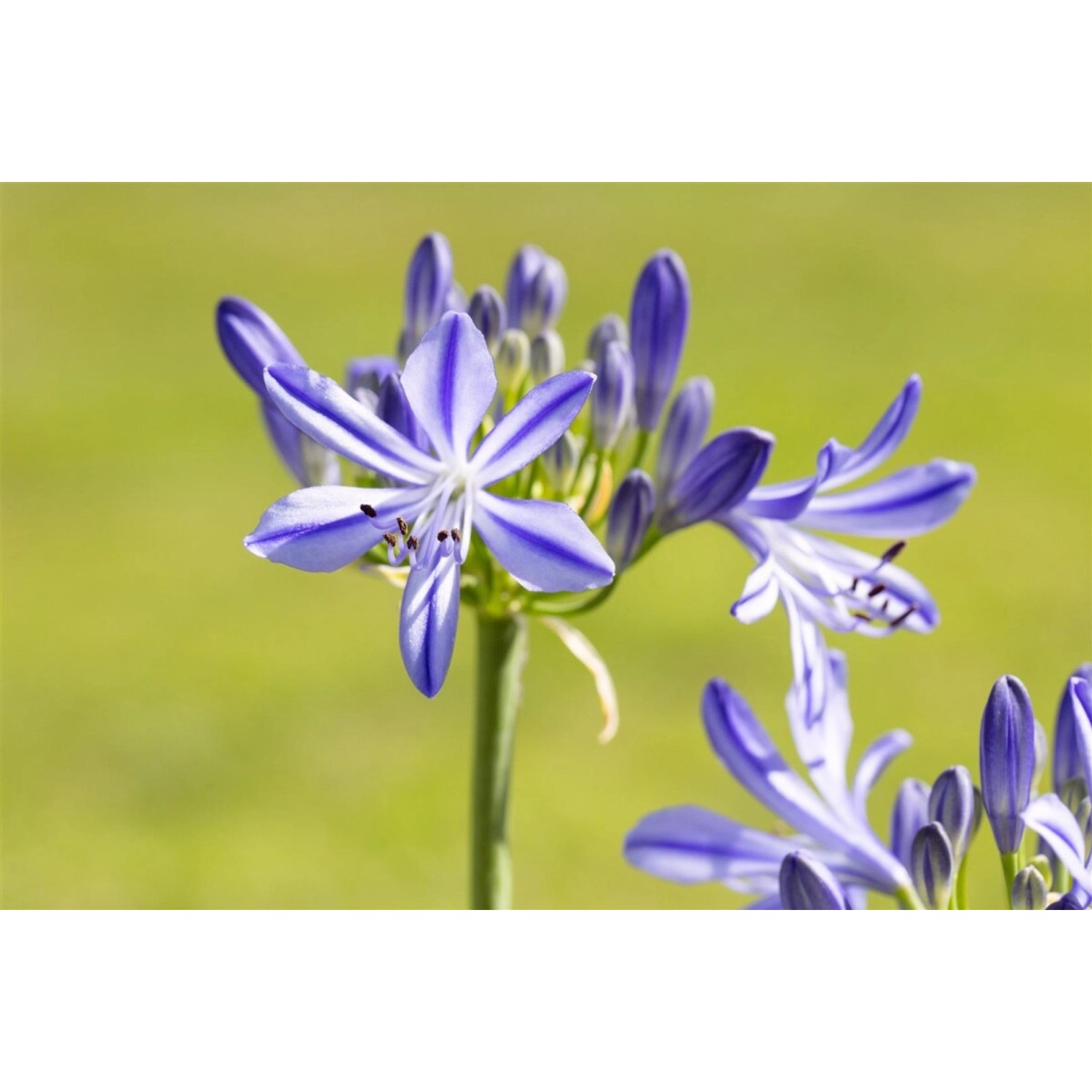 Agapanthus Schmucklilie Jacaranda 2-3 Liter Container günstig online kaufen