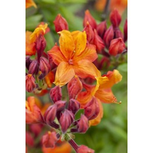Leuchtend gelb-orange Rhododendron Sunny Boy, Blüten und Knospen im Detail.