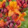 Leuchtend gelb-orange Rhododendron Sunny Boy, Blüten und Knospen im Detail.