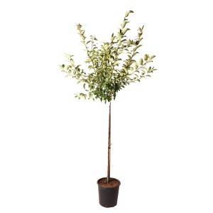 Zierapfel Red Sentinel im Topf, ca. 125cm hoch, mit grünen Blättern.