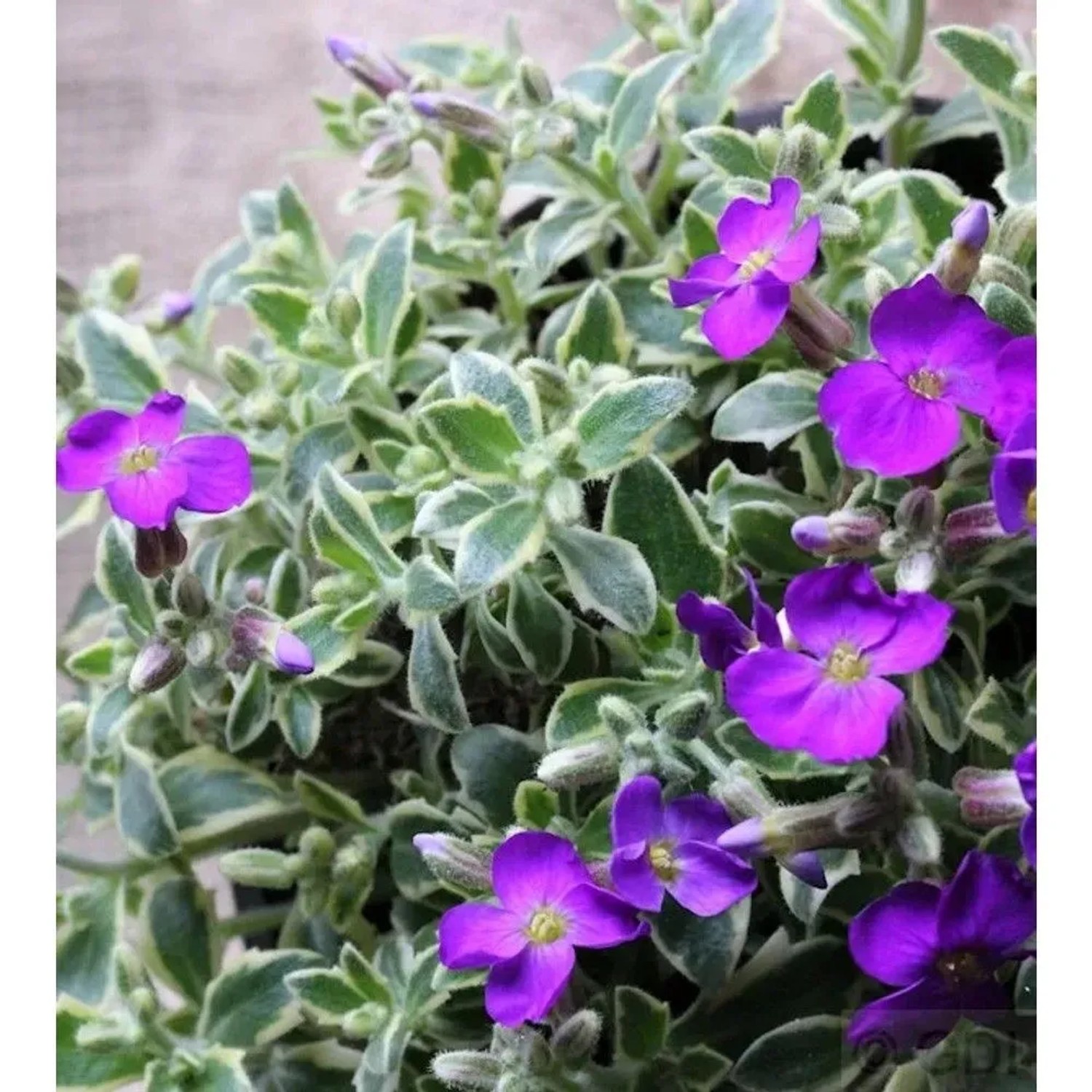 Blaukissen Dr. Mules Variegated - Aubrieta