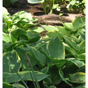 Goldrandfunkie (Hosta fortunei) mit grün-gelben Blättern im Gartenbeet.