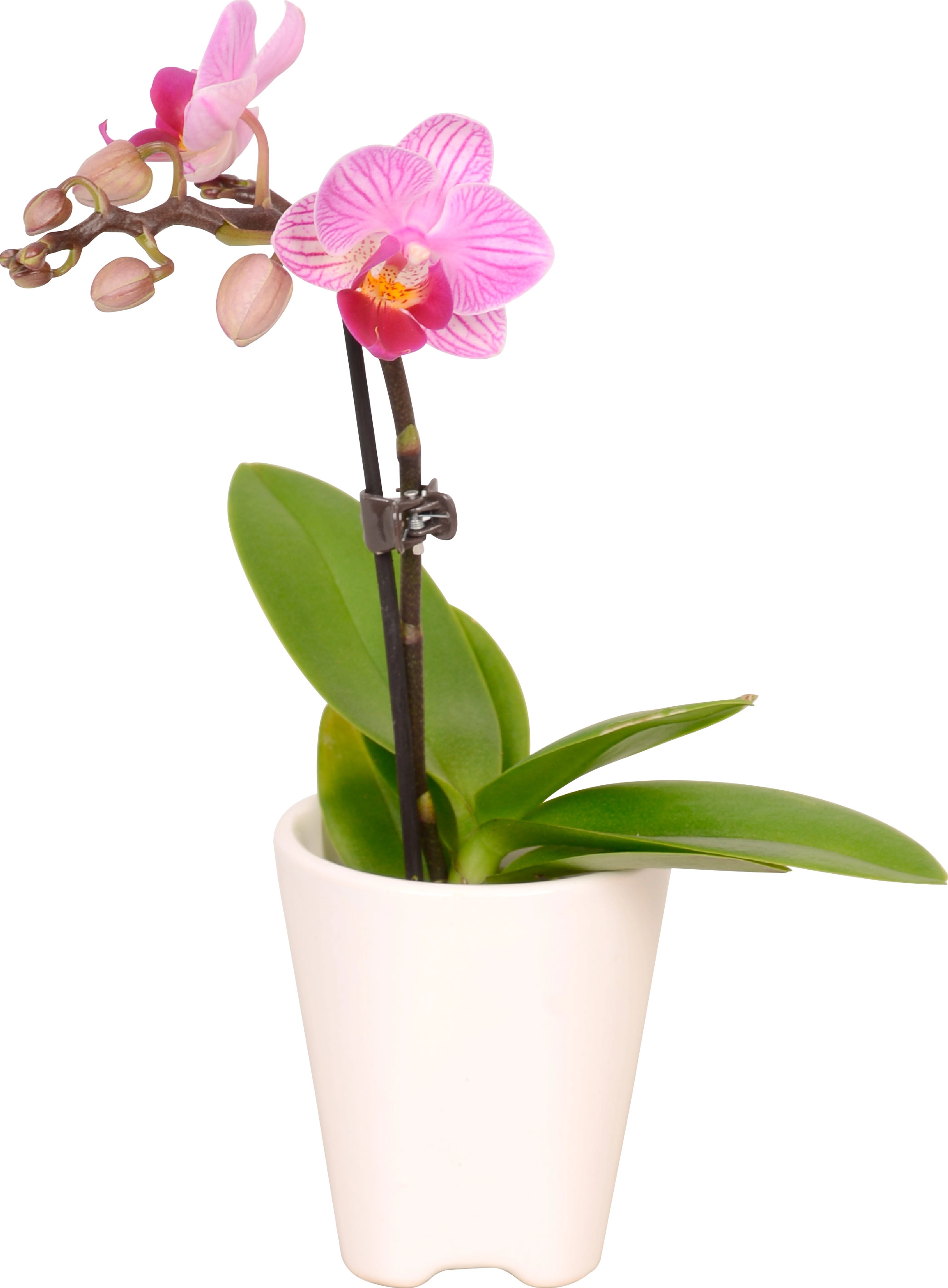 Mini Schmetterlings-Orchidee 1-Trieber in Keramik-Gefäß Topf-Ø ca. 5 cm  kaufen bei OBI