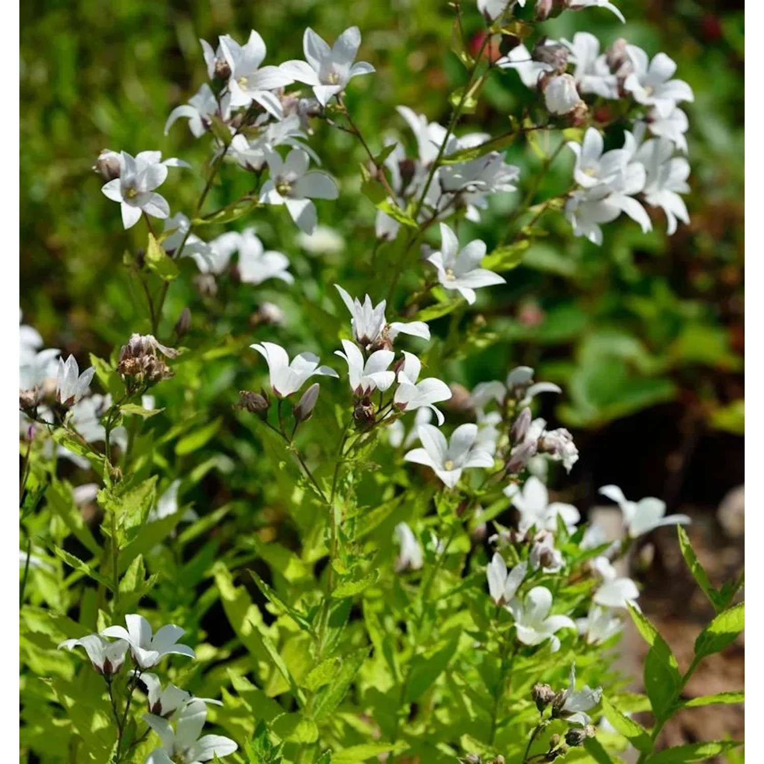 Doldenglockenblume White Pouffe - Campanula,actiflora