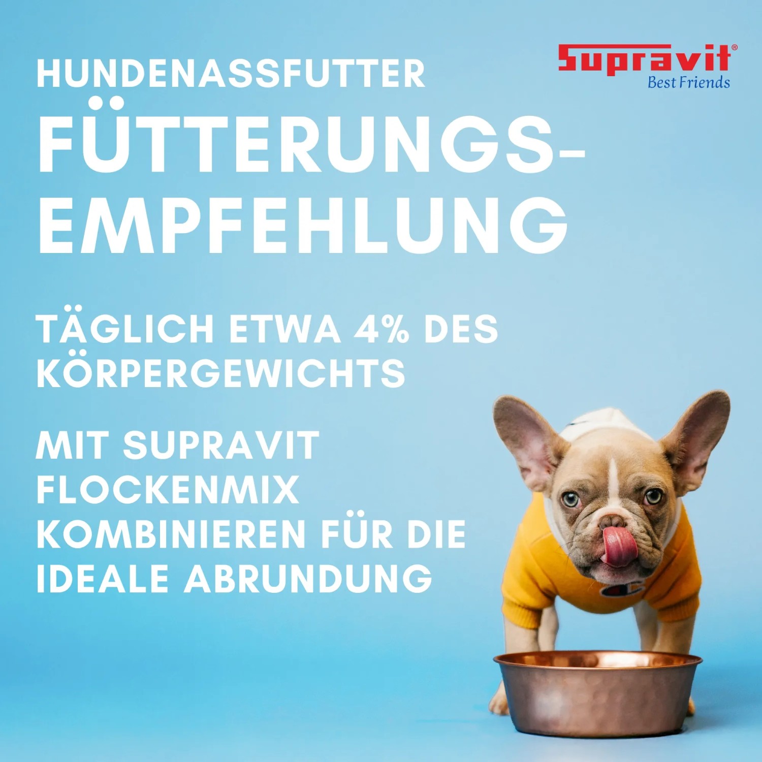 Französische Bulldogge im gelben Pullover vor leerem Napf. Supravit Hundenassfutter Fütterungsempfehlung.
