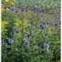 Blühende Kugeldistel (Echinops bannaticus) im Garten, violette Blütenstände.