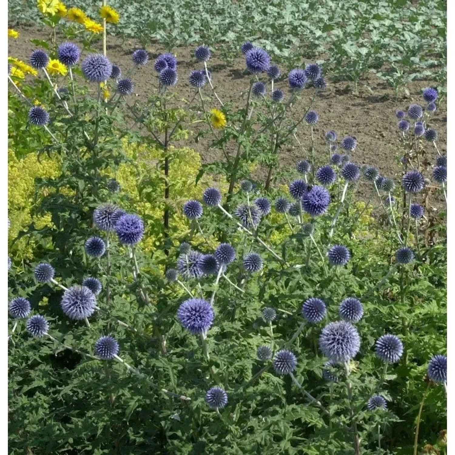 Blühende Kugeldistel (Echinops bannaticus) im Garten, violette Blütenstände.