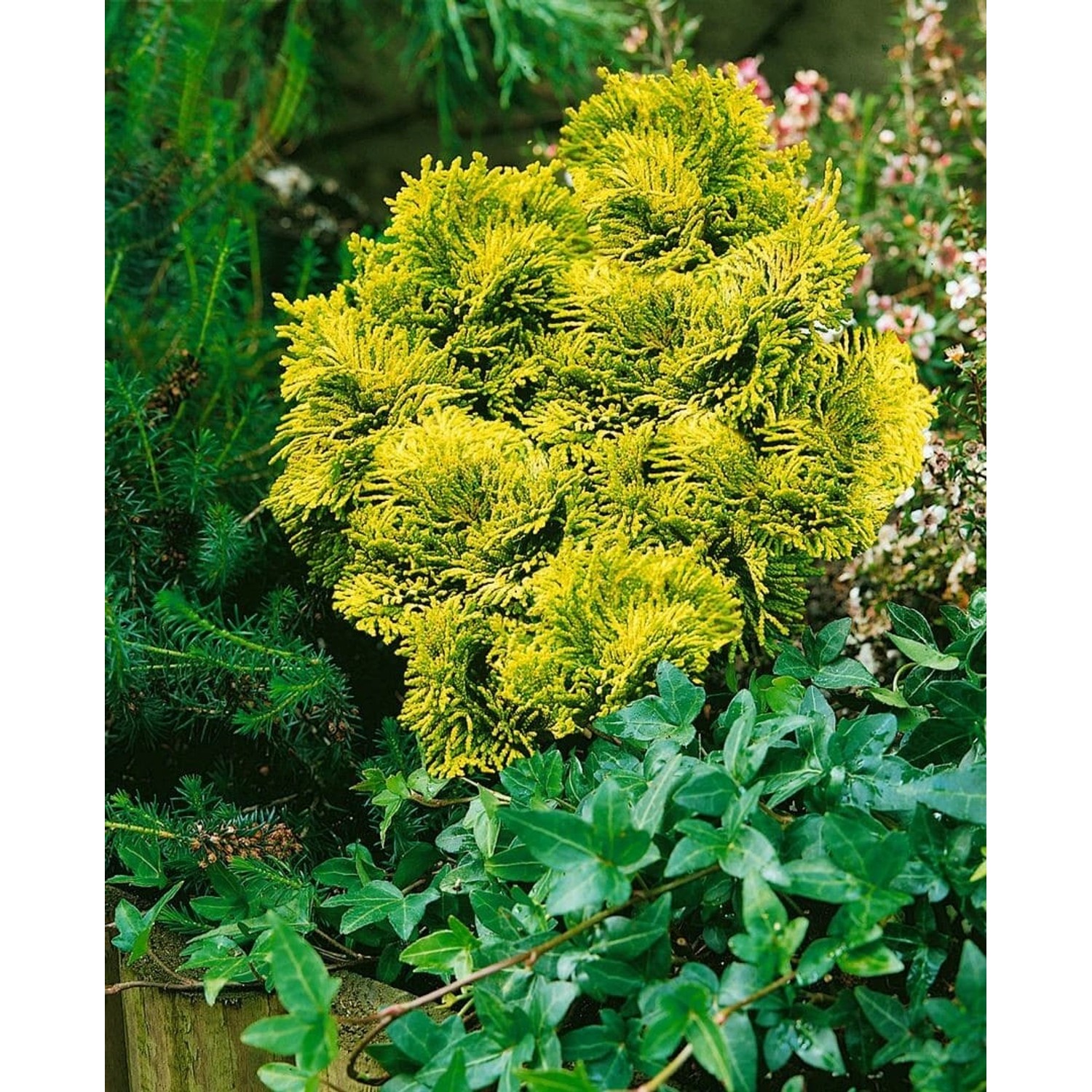 Goldgelbe Hinoki-Scheinzypresse 'Aurora' (Chamaecyparis obtusa) im Gartenbeet, ca. 15–20 cm hoch.