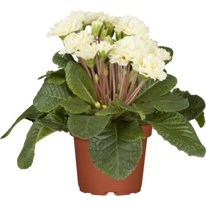 Gefüllte, weiße Rosenprimel Belarina im braunen Topf, ca. 13 cm Ø. Frühjahrsbepflanzung.