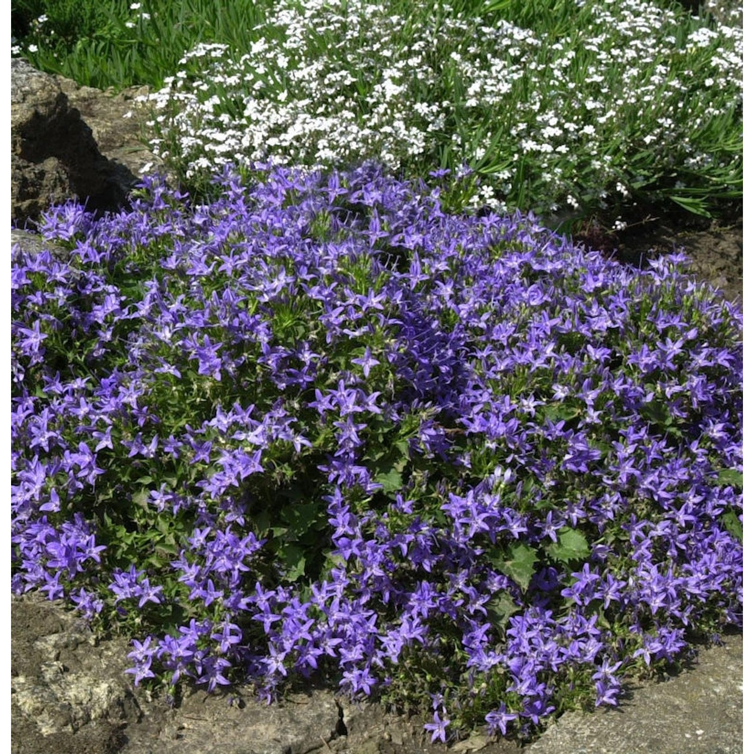 Monte Gargano Glockenblume - Campanula garganica günstig online kaufen