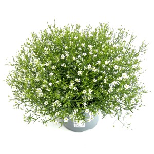 Schleierkraut im Topf (Ø 13cm) mit zarten, weißen Blüten. Ideal für Beet, Balkon und Terrasse.